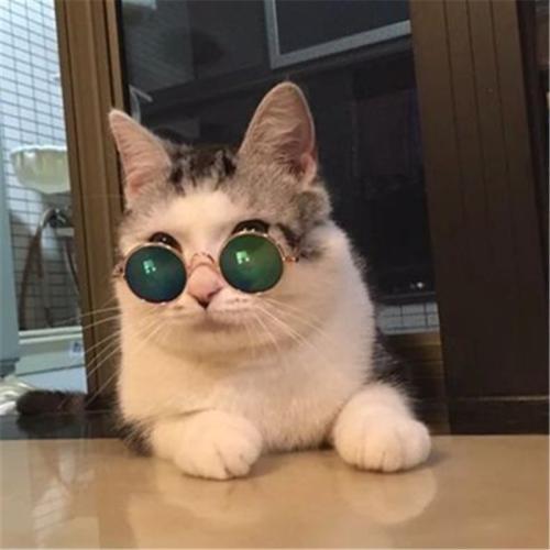 有寓意宠物猫的名字英文带翻译-可爱点