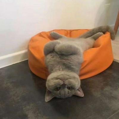 时髦洋气的猫咪宠物的英文名字娇小高贵-可爱点