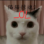 猫猫惊魂2手游下载