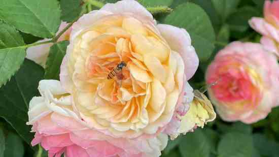 王者荣耀四字游戏昵称