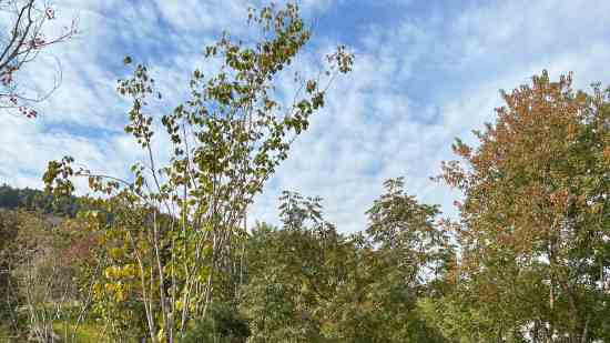 cf游戏名字大全最拉风