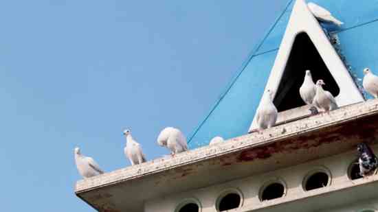 绿茵信仰昵称女