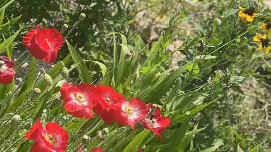 梦三国2游戏名字五个字