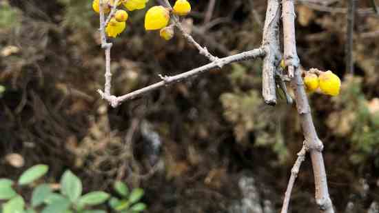 永劫无间好听的古风名字