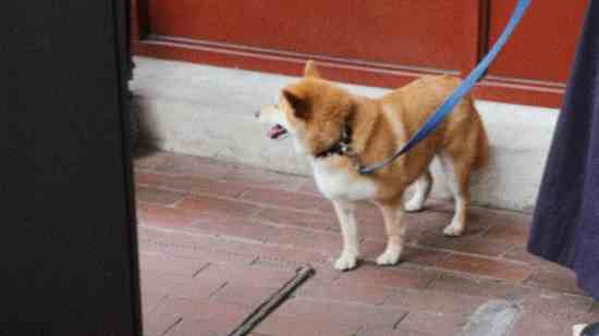 罕见好听的古风情侣名