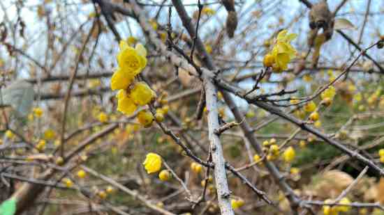 王者荣耀好听的日语id