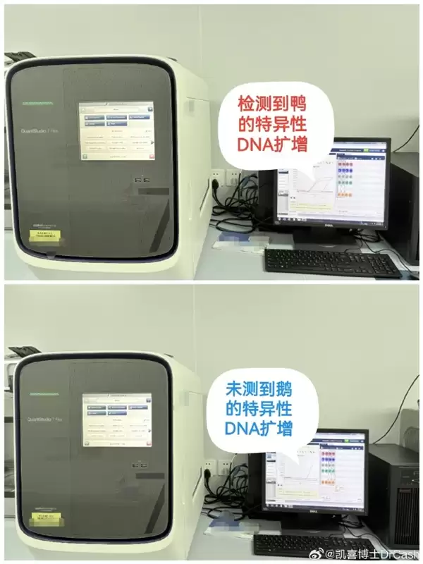 DNA检测结果出炉：鹅腿阿姨售卖食材确为鸭腿