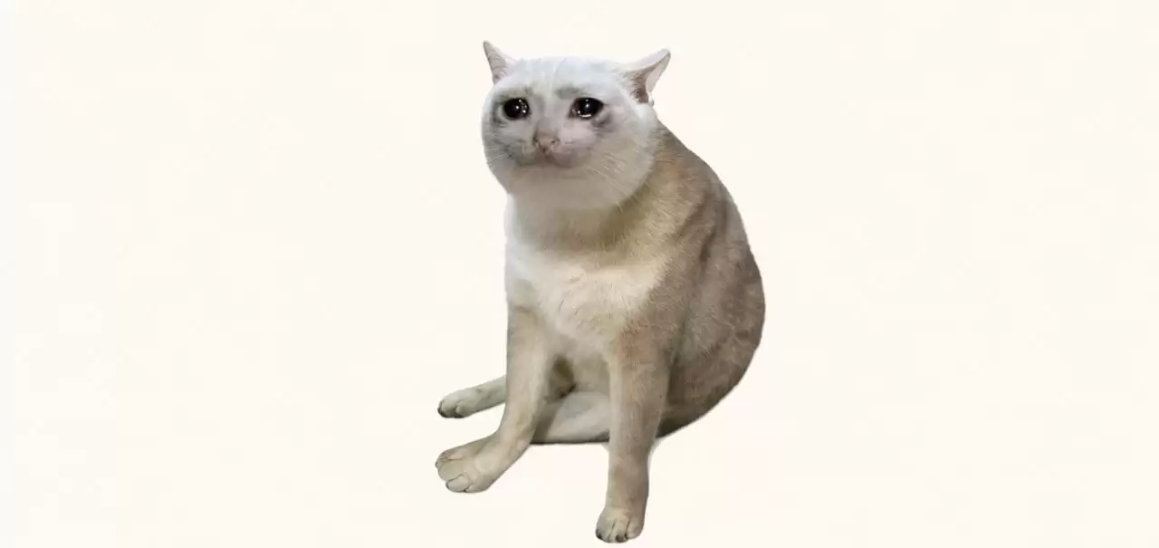 分析师如何评价CASHCAT？