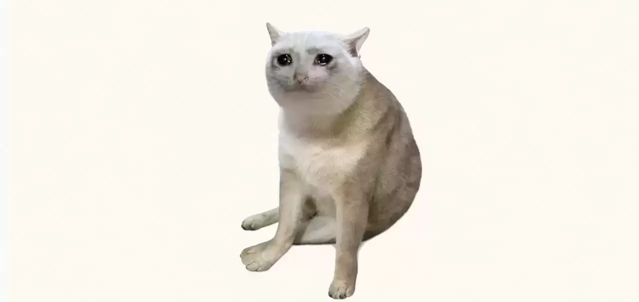 分析师如何评价CASHCAT?