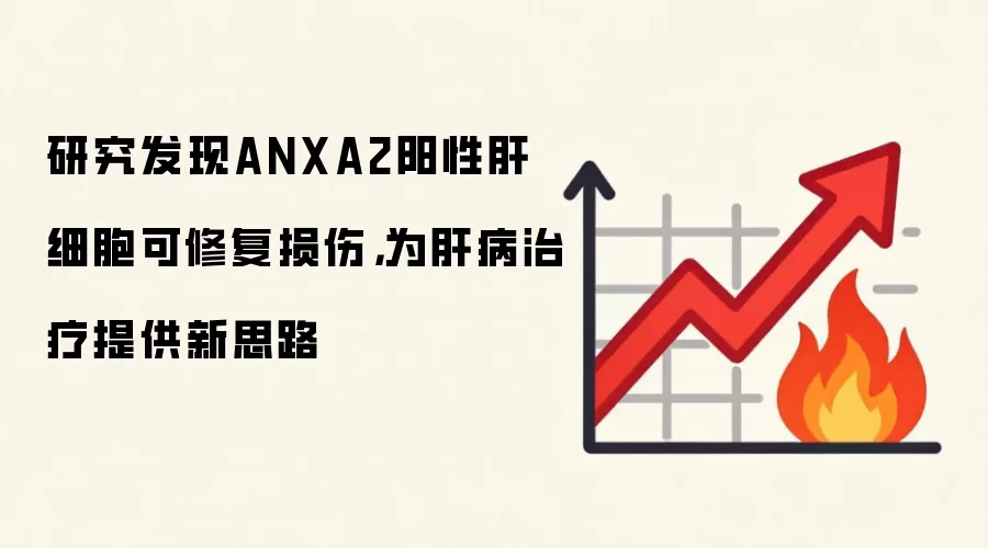研究发现ANXA2阳性肝细胞可修复损伤，为肝病治疗提供新思路